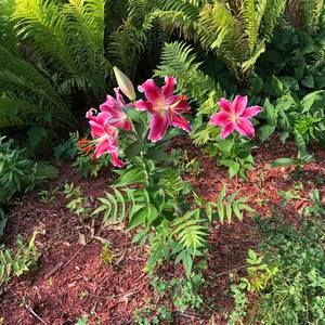 Meet your Posher, Candice